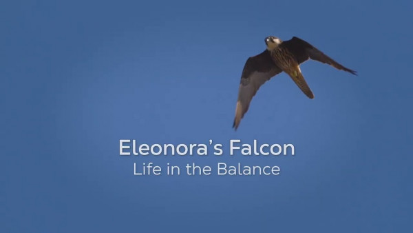 eleonoras falcon