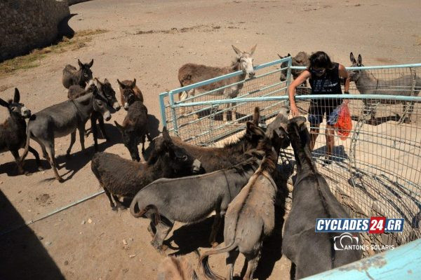 γαιδουρια