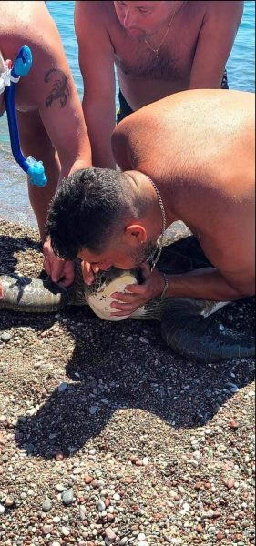 διάσωση χελώνας Ρόδος