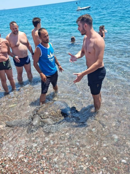 διάσωση χελώνας Ρόδος