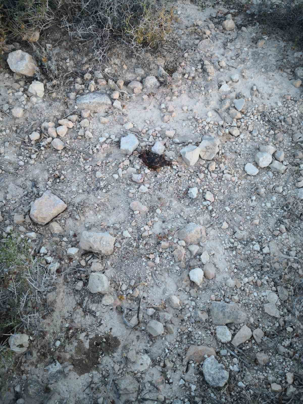 θηρα1