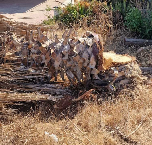 πτωση φοινικιας