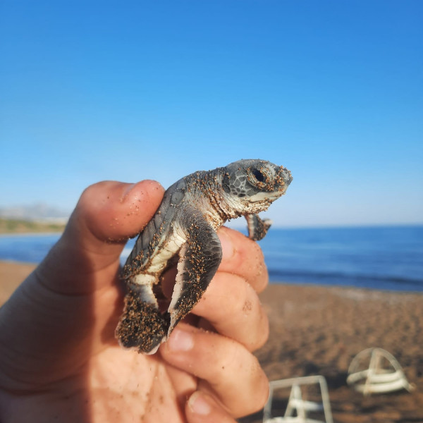χελώνες Κατεχόμενα