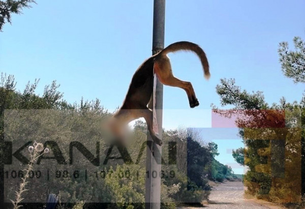 αλεπού