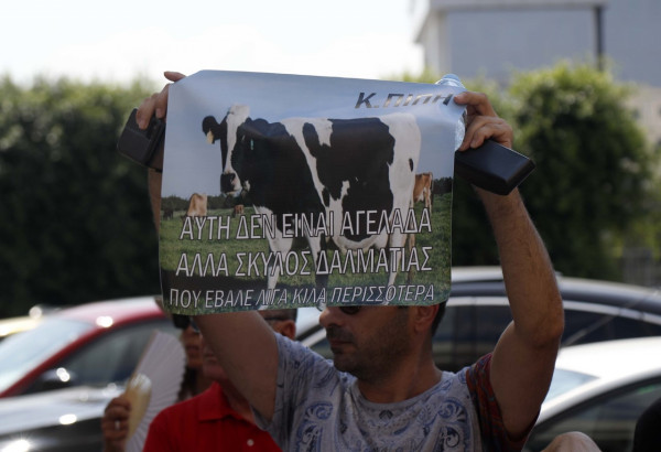 διαμαρτυρια γατος