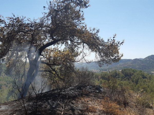 πυρκαγιά Πελένδρι