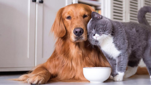 Παγκοσμια-Ημερα-των-Ζωων