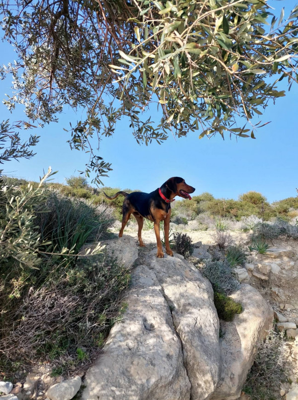 ανδρεας μακρης