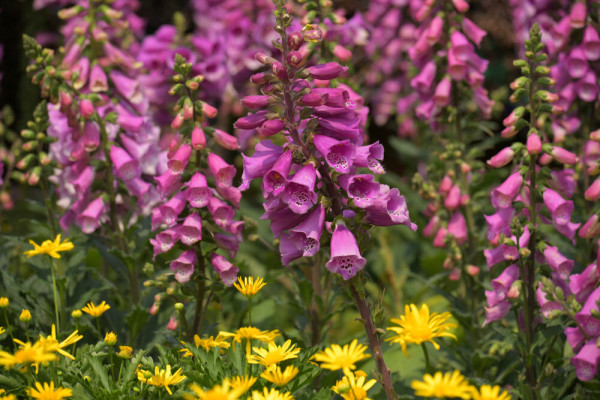 Bliss in Bloom
