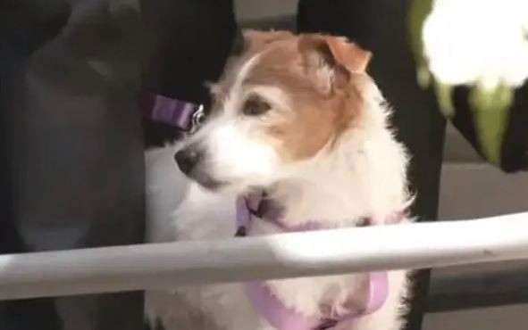 tavi