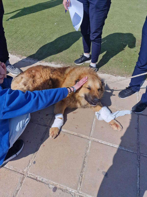 κακοποίηση σκύλου