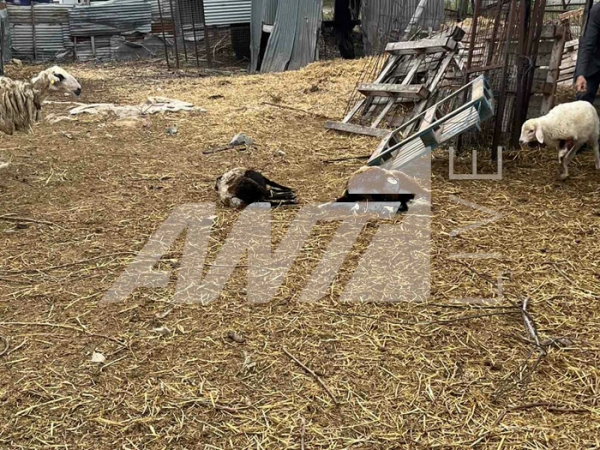 γερ