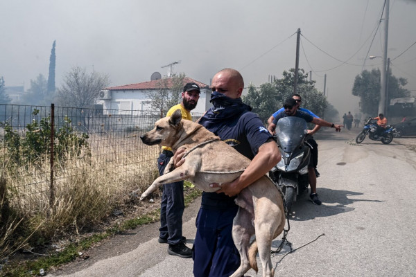 παρνηθα ζωο 6