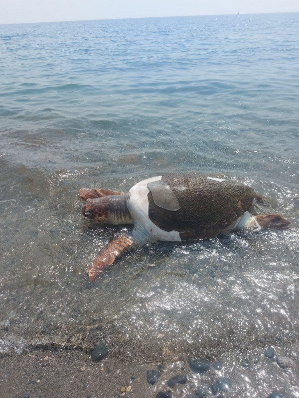 νεκρή χελώνα 