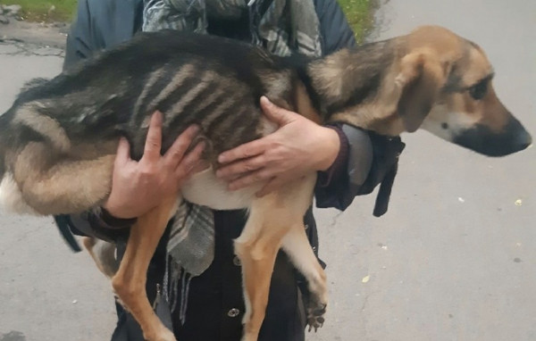 κξ