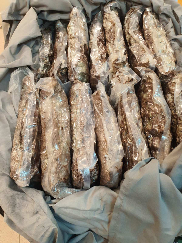 ξηγ