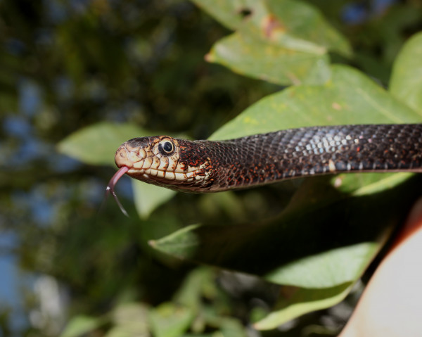 Μαύρο φίδι (Dolichophis jugularis)