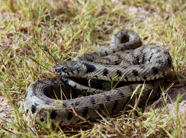 Νερόφιδο (Natrix natrix cypriana)