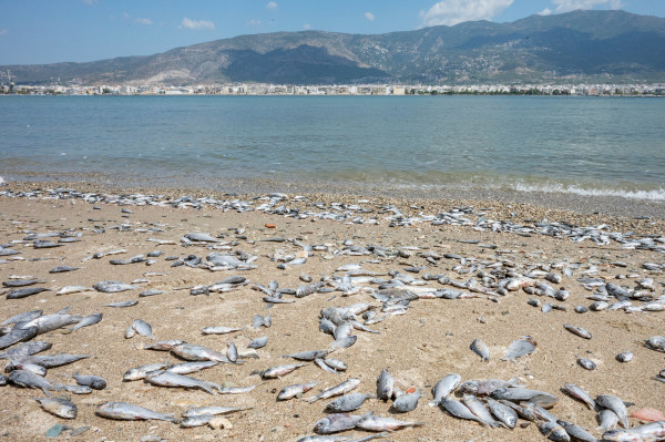 βολος