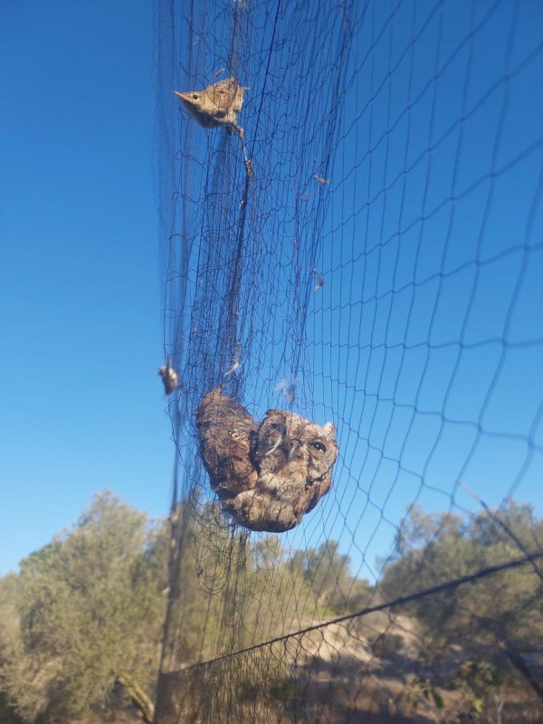 πτηνα