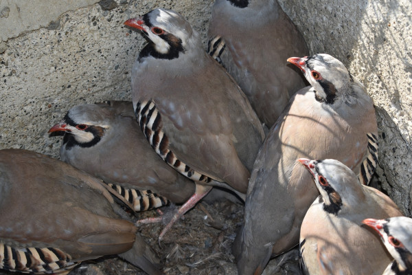 θυ6ρ