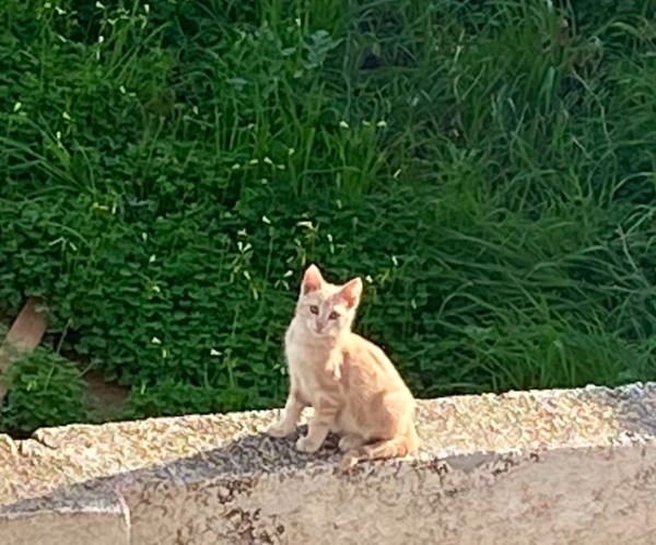 κθυ