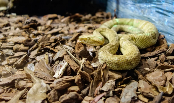οχιά Bothrops insularis
