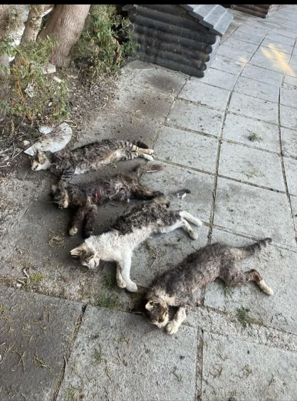 νεκρα γατακια 2