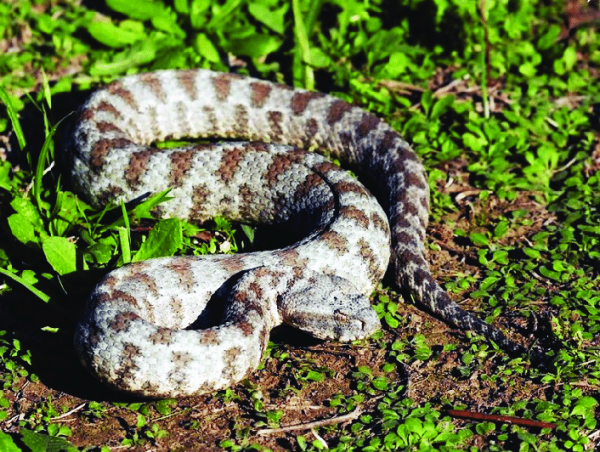 Η κυπριακή οχιά φίνα Macrovipera Lebetina