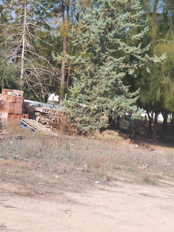 αποωλιτα