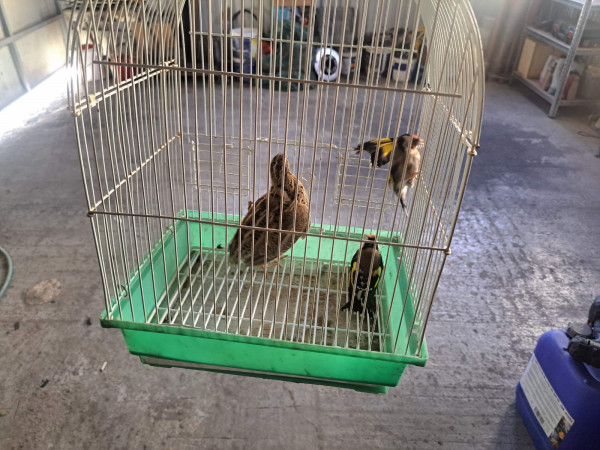 rs