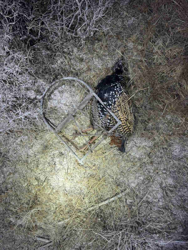 φ