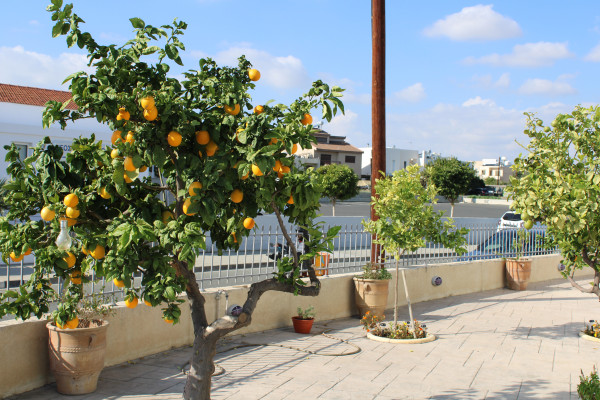 αεμ