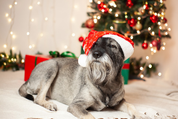 dfg