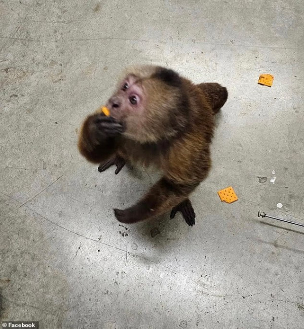 γγ