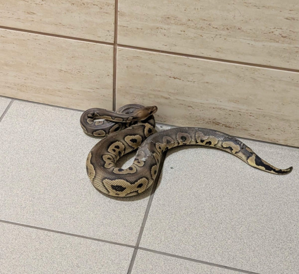 ΙΙ