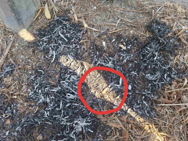 φσδσδ