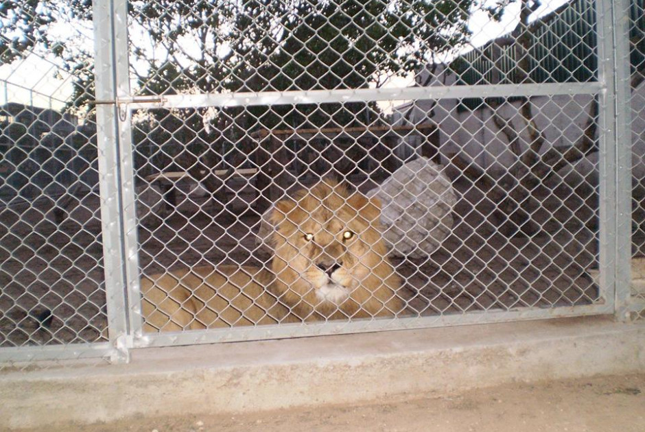 &Kappa;&rho;&alpha;&tau;&iota;&kappa;ή &alpha;&delta;&upsilon;&nu;&alpha;&mu;ί&alpha; &epsilon;&nu;&tau;&omicron;&pi;ί&zeta;&epsilon;&iota; &tau;&omicron; &Pi;&rho;ά&sigma;&iota;&nu;&omicron; &Kappa;ό&mu;&mu;&alpha; &sigma;&tau;&omicron; &kappa;&lambda;&epsilon;ί&sigma;&iota;&mu;&omicron; &tau;&omicron;&upsilon; Melios Zoo