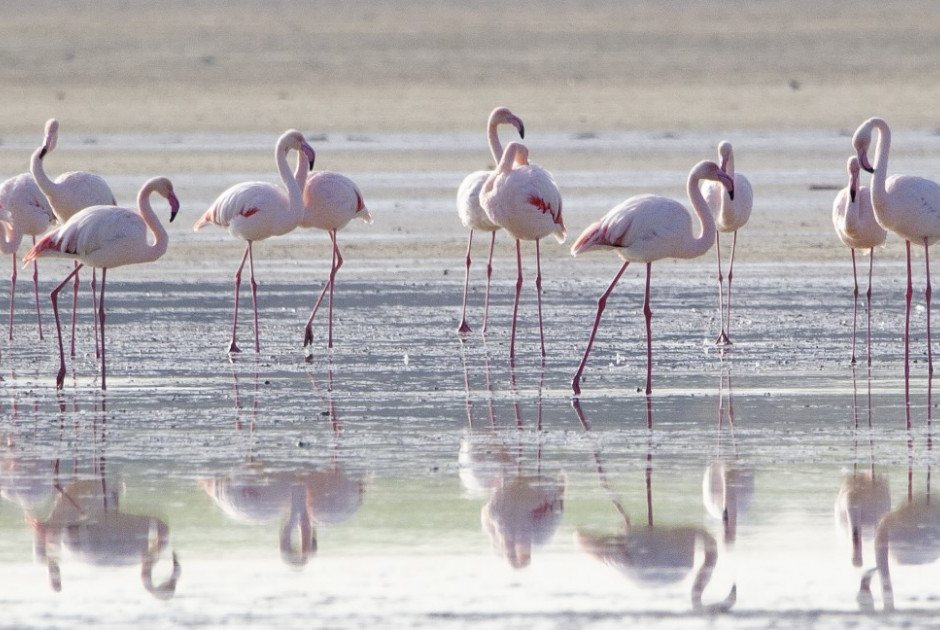 Έφτασαν τα πρώτα φλαμίνγκο στη Λάρνακα