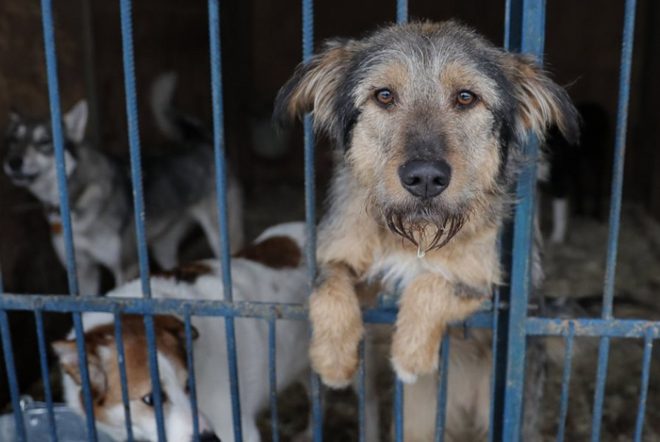 Κραυγή αγωνίας: 2.000 ζώα κινδυνεύουν να μείνουν στο δρόμο