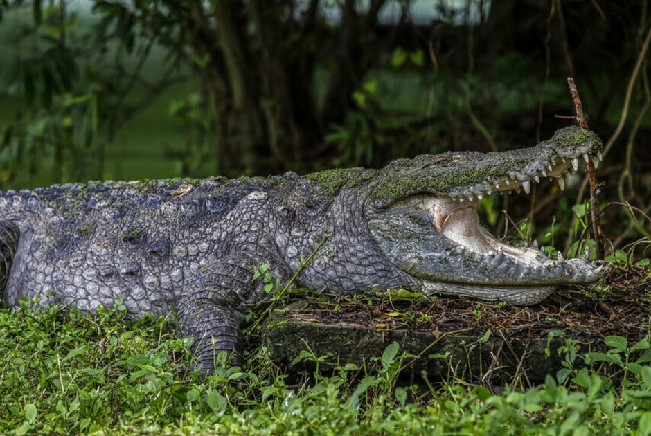 &Iota;&nu;&delta;&omicron;&nu;&eta;&sigma;ί&alpha;: &Tau;&rho;&alpha;&gamma;&iota;&kappa;ό&sigmaf; &theta;ά&nu;&alpha;&tau;&omicron;&sigmaf; 10&chi;&rho;&omicron;&nu;&omicron;&upsilon; &alpha;&pi;ό &epsilon;&pi;ί&theta;&epsilon;&sigma;&eta; &kappa;&rho;&omicron;&kappa;ό&delta;&epsilon;&iota;&lambda;&omicron;&upsilon; (&Beta;&Iota;&Nu;&Tau;&Epsilon;&Omicron;)