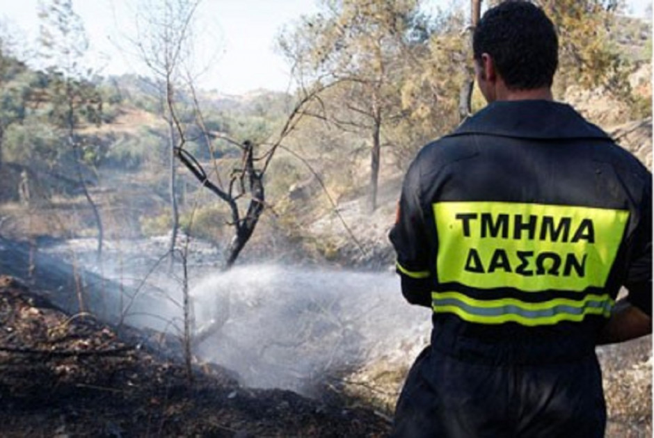 Τμήμα Δασών