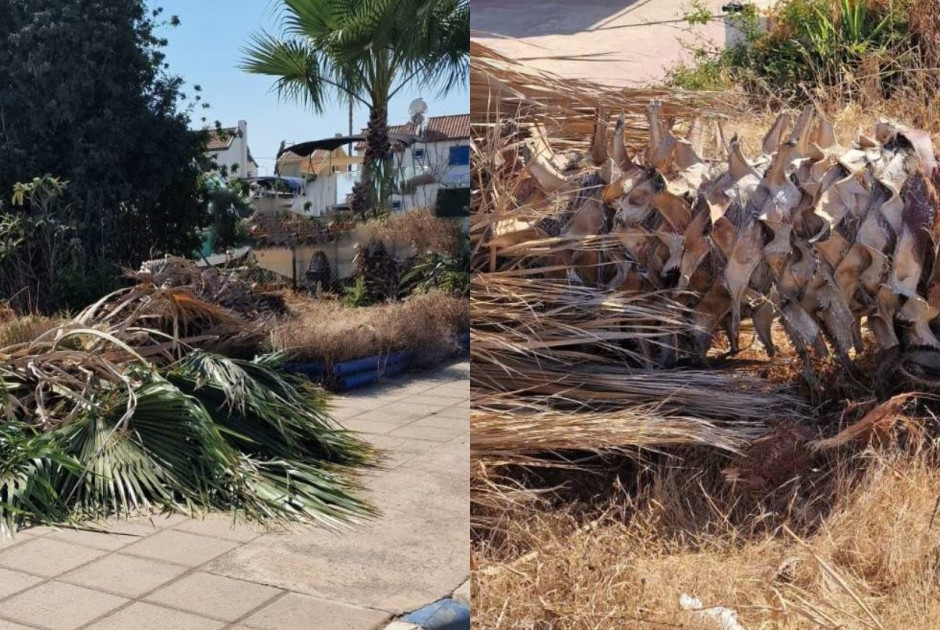 πτωση φοινικιας