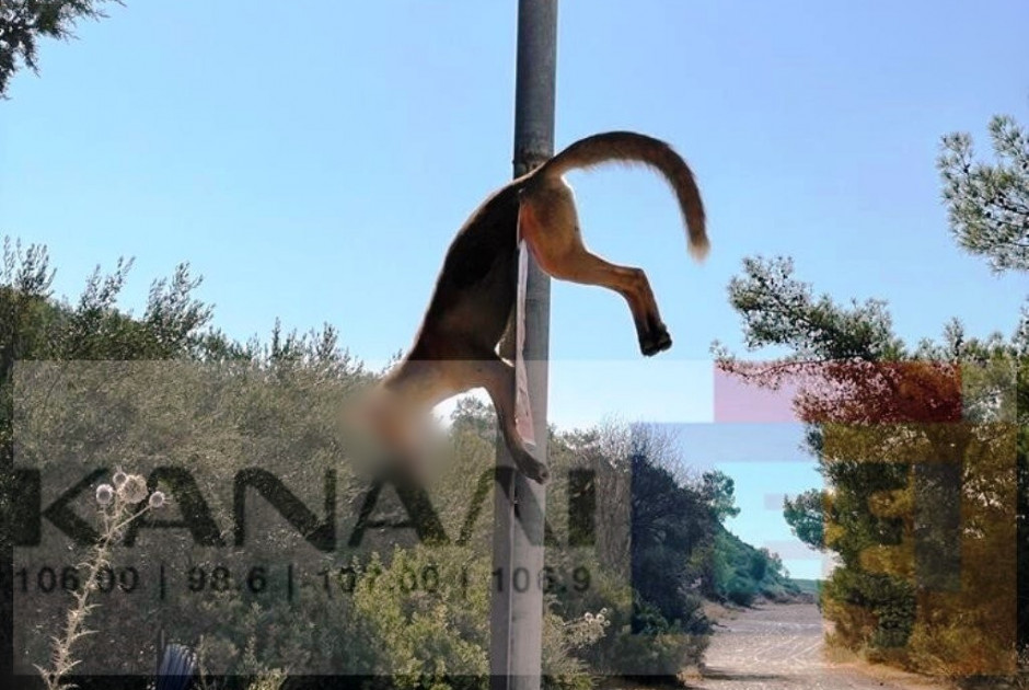 αλεπού