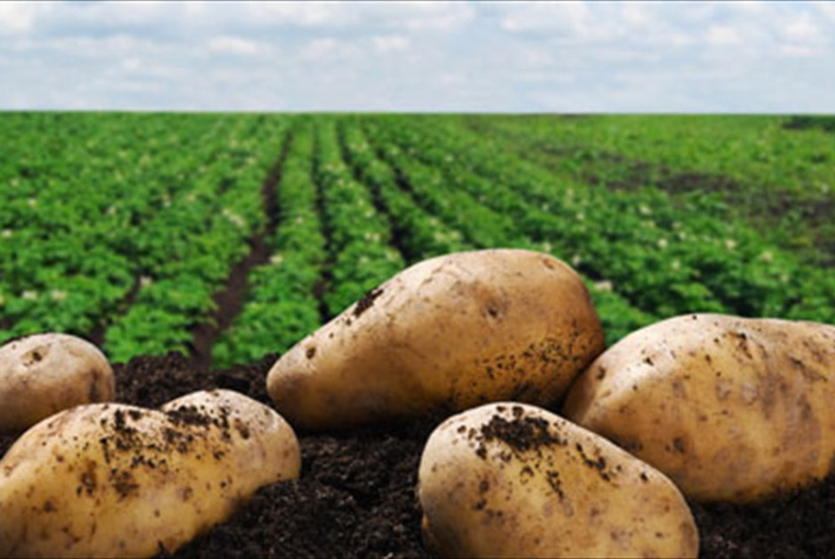 Οδηγείται στην Ολομέλεια ν/σ για μετεξέλιξη του Συμβουλίου Εμπορίας Κυπριακών Πατατών