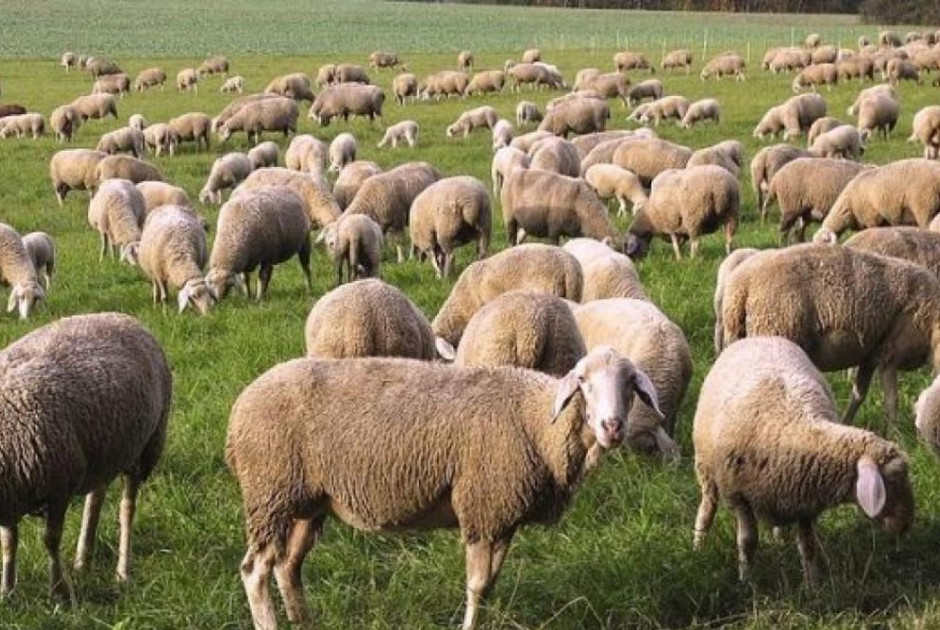 Ξεκίνησε η αποζημίωση στους κτηνοτρόφους Πολεμιδιών