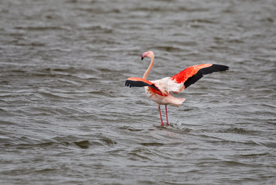 Υγροβιότοποι υπό πίεση: Τα φλαμίνγκο «γυρίζουν την πλάτη» στην Κύπρο (ΒΙΝΤΕΟ)