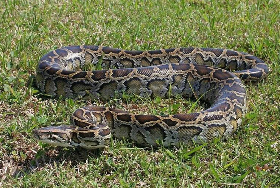 Ξύπνησε με έναν πύθωνα 2,5 μέτρων πάνω στο στήθος της