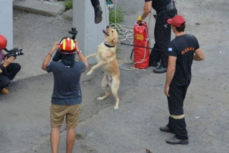 σκύλοι διασώστες