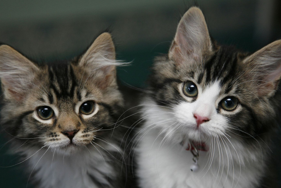 Η Νέα Ζηλανδία θα εξοντώσει όλες τις αδέσποτες άγριες γάτες ως το 2050